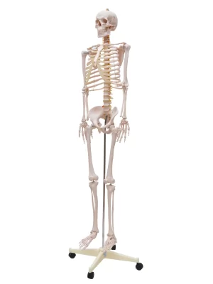Esqueleto Padrão 170 cm