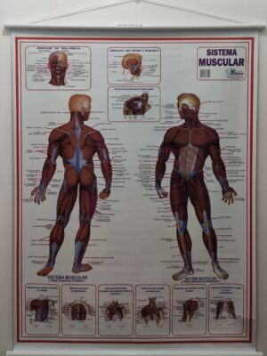 Banner Científico - Sistema Muscular