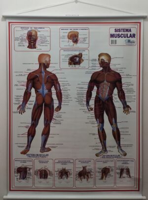 Banner Científico - Sistema Muscular