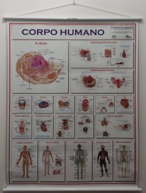 Banner Científico - Corpo Humano