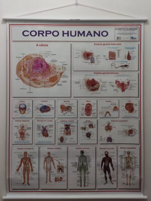 Banner Científico - Corpo Humano
