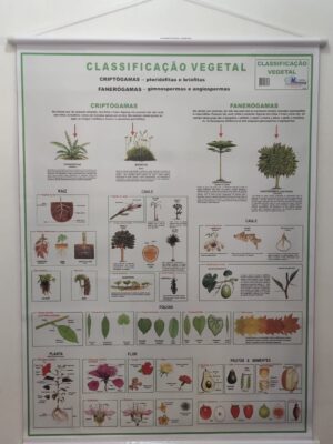 Banner Científico - Classificação Vegetal