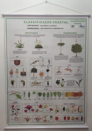 Banner Científico - Classificação Vegetal