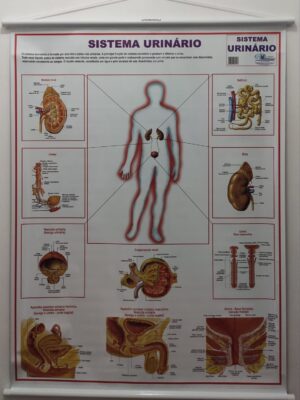 Banner Científico - Sistema Urinário