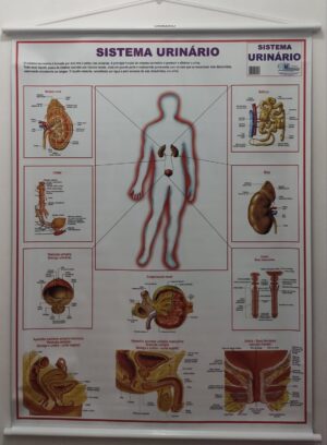 Banner Científico - Sistema Urinário