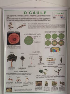 Banner Científico - Caule