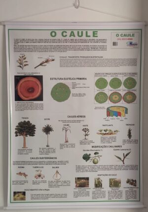 Banner Científico - Caule