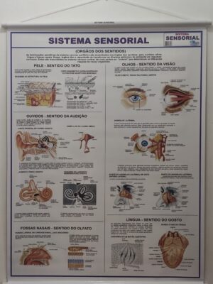 Banner Científico - Sistema Sensorial