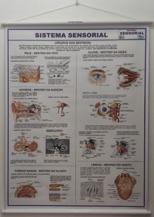 Banner Científico - Sistema Sensorial