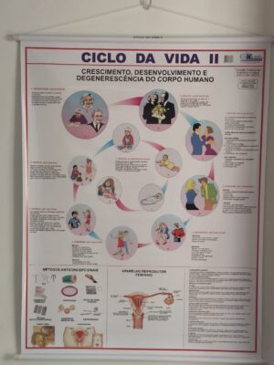 Banner Científico - Ciclo de Vida II