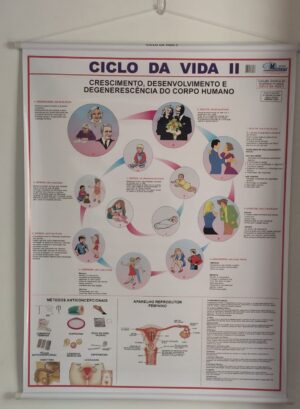 Banner Científico - Ciclo de Vida II