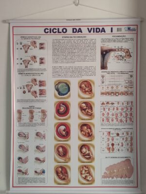 Banner Científico - Ciclo de Vida I