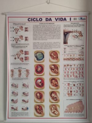 Banner Científico - Ciclo de Vida I