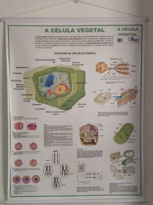 Banner Científico - Célula Vegetal