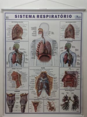 Banner Científico - Sistema Respiratório