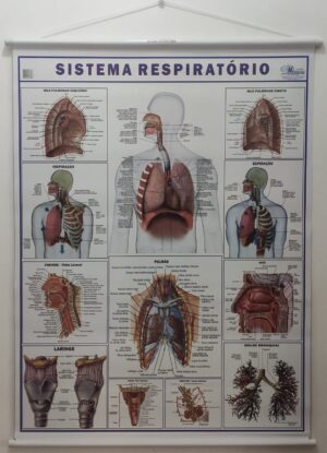 Banner Científico - Sistema Respiratório