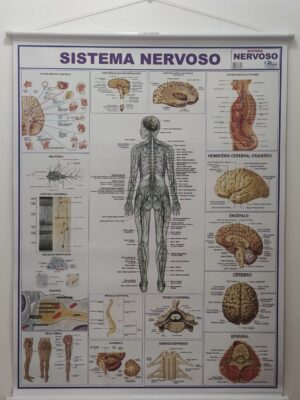 Banner Científico - Sistema Nervoso
