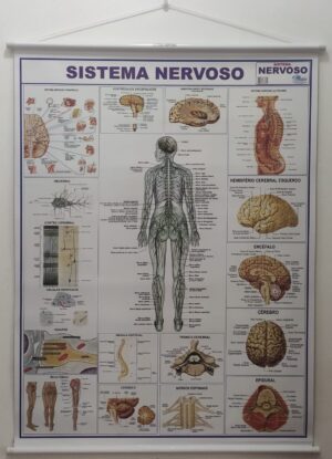 Banner Científico - Sistema Nervoso