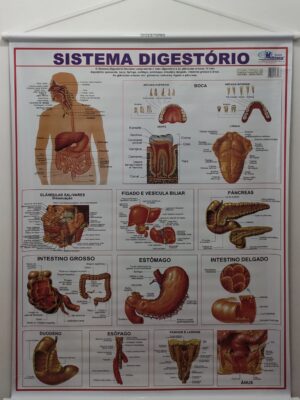Banner Científico - Sistema Digestório