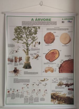 Banner Científico - A Árvore