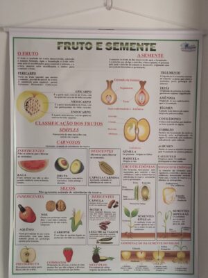 Banner Científico - Fruto e Semente