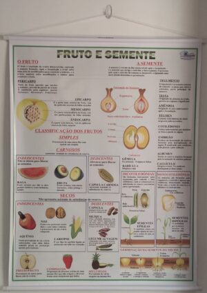 Banner Científico - Fruto e Semente