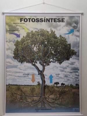 Banner Científico - Fotossíntese