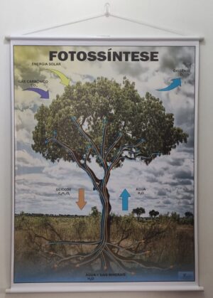 Banner Científico - Fotossíntese