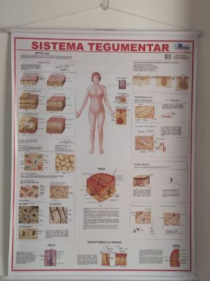 Banner Científico - Sistema Tegumentar