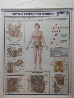 Banner Científico - Sistema Reprodutor Feminino