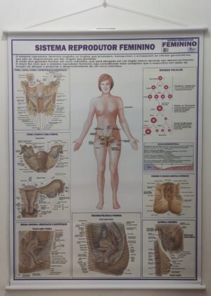 Banner Científico - Sistema Reprodutor Feminino