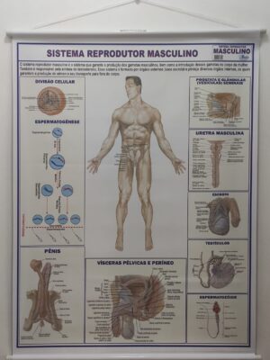 Banner Científico - Sistema Reprodutor Masculino