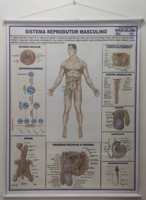 Banner Científico - Sistema Reprodutor Masculino