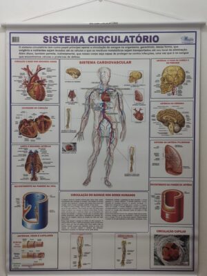 Banner Científico - Sistema Circulatório