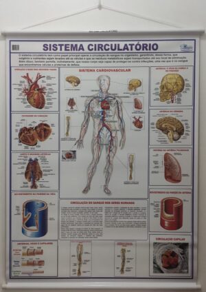 Banner Científico - Sistema Circulatório